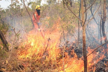 o Parque Nacional de Brasília perdeu 1.473 hectares em decorrência dos incêndios iniciados no último domingo (15/9). -  (crédito:  Ed Alves/CB/DA.Press)