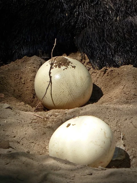 Várias espécies de animais - não apenas as aves - têm filhotes em ovos.  Algumas são ovíparas (botam ovos em ninhos) e outras são ovovivíparas ( ovos abrigam crias dentro das fêmeas, mas não  são expelidos).  -  (crédito: Imagem de Wälz por Pixabay

)