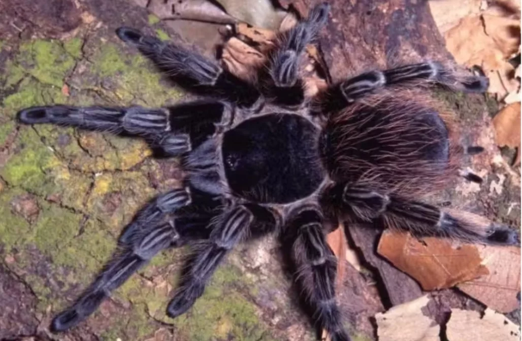 Pesquisado?es estão estudando uma molécula encontrada no veneno da aranha caranguejeira, que, segundo as análises,  poderia ajudar na cura do câncer.  -  (crédito: Divulgação Butantan)