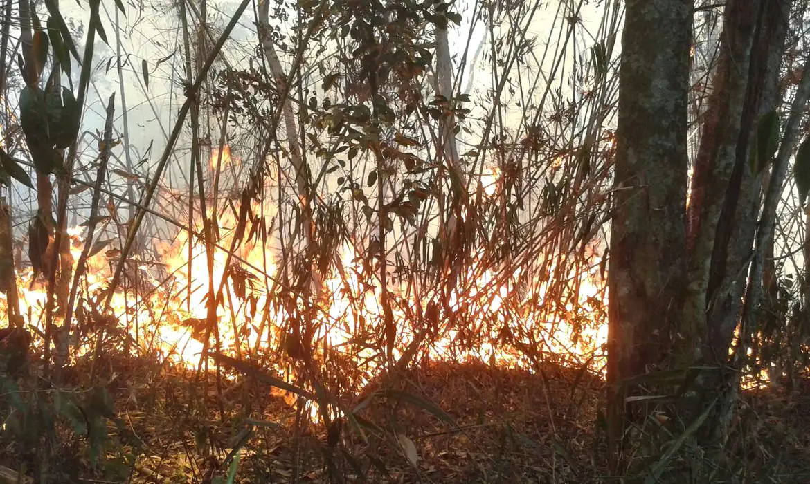 Polícia do Rio realiza operações contra suspeitos de causar incêndios -  (crédito: EBC)