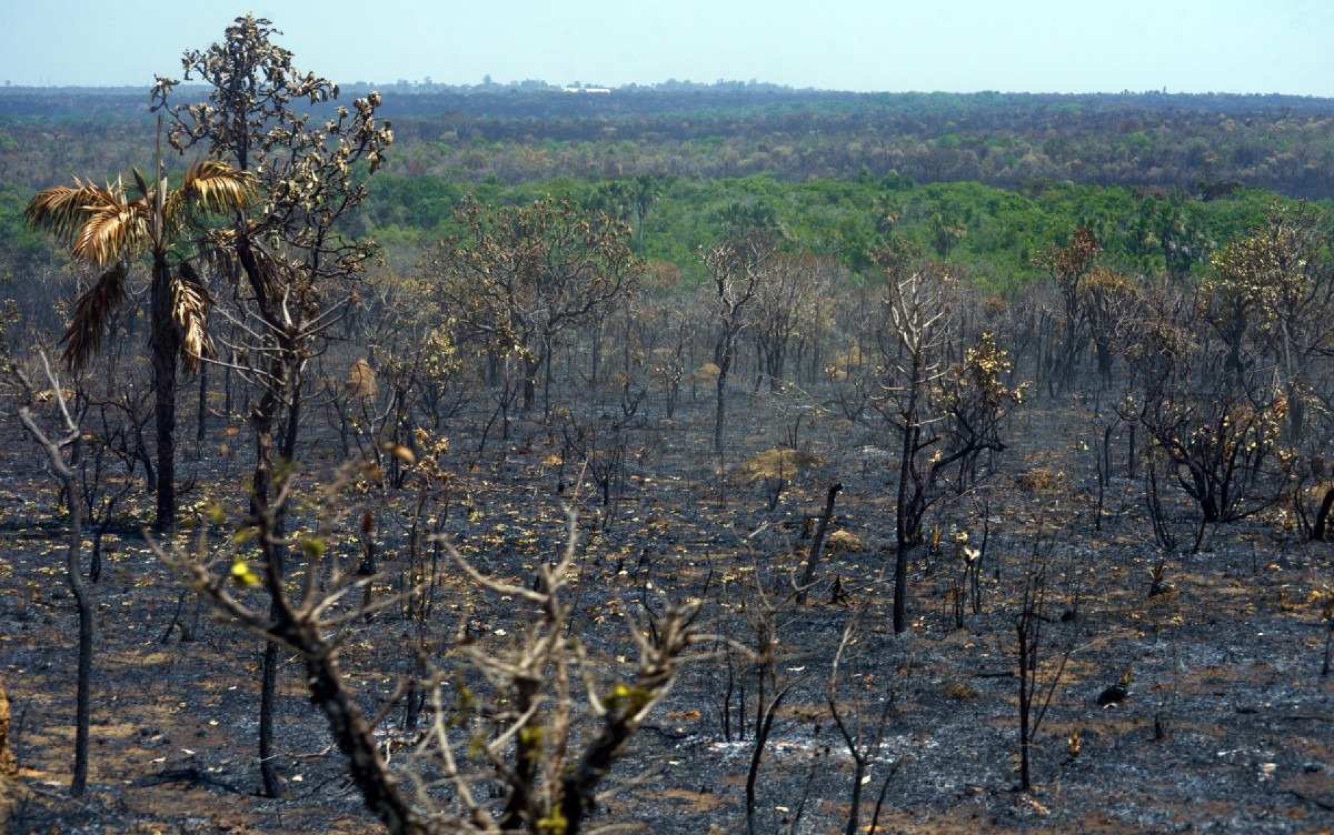 Desmatamento do Cerrado emite 135 milhões de toneladas de CO2