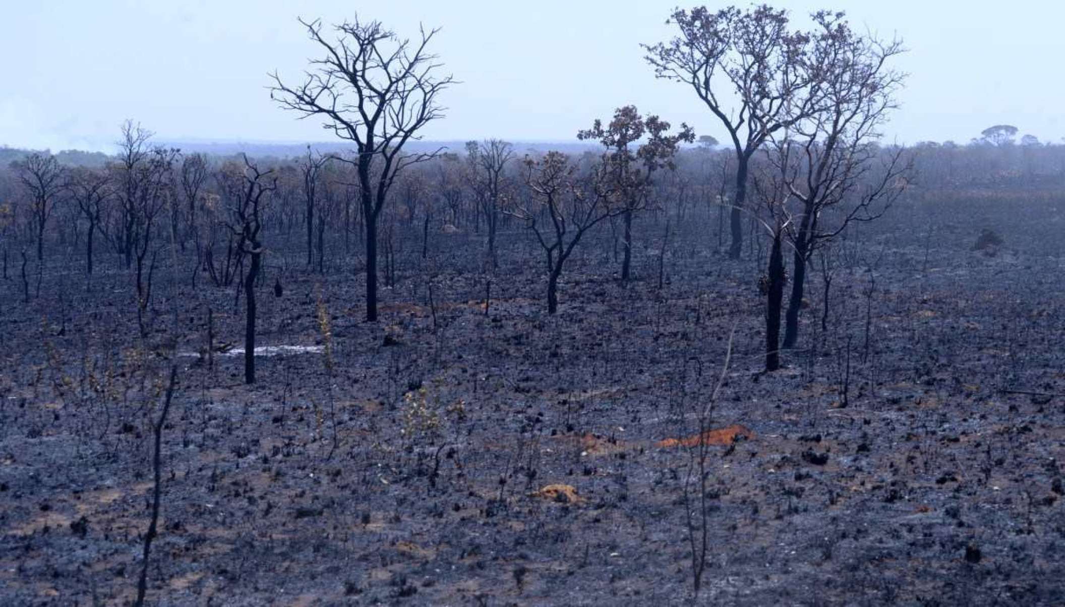 A biodiversidade é fator de proteção aos incêndios florestais