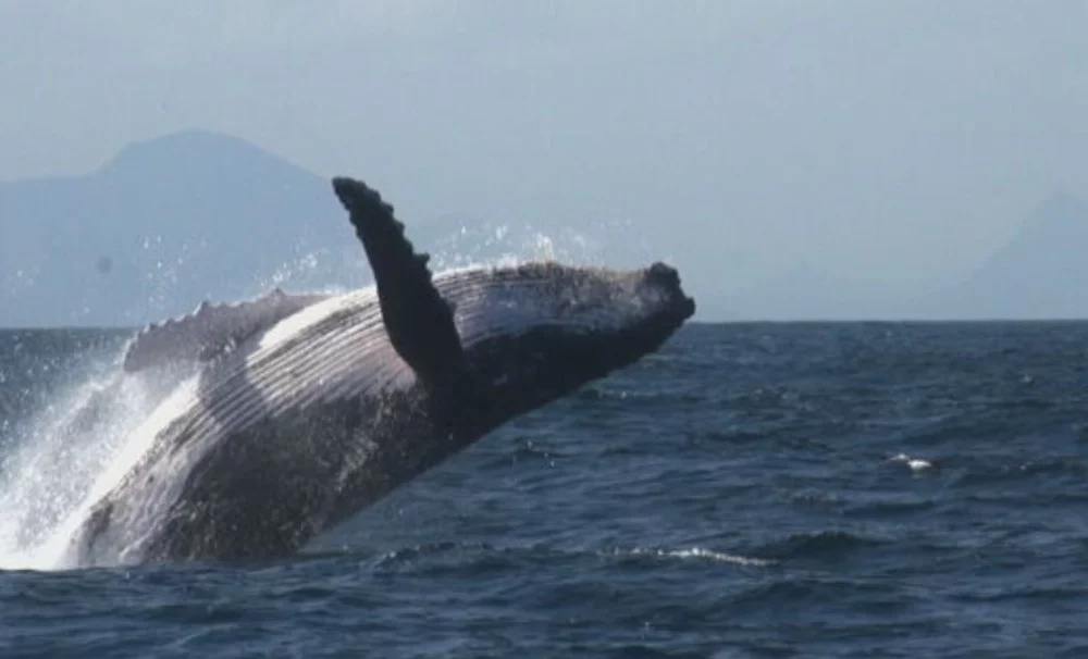 As baleias-jubarte, que deixaram em 2014 a lista de animais com risco de extinção, voltaram a se reproduzir no mar de Pernambuco, conforme mostrou reportagem da TV Globo.
 -  (crédito: Reprodução TV Globo )