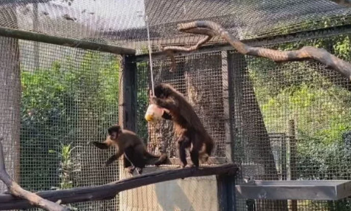 A crise climática que afeta São Paulo, com tempo seco e ondas de calor, fez a Secretaria do Meio Ambiente do estado tomar medidas para melhorar as condições de vida dos filhotes de animais que estão no Centro de Triagem e Reabilitação  de Animais Silvestres (Cetras) do Parque Ecológico do Tietê, na zona leste da capital paulista.


 -  (crédito: Divulgação Parque Ecológico do Tietê )