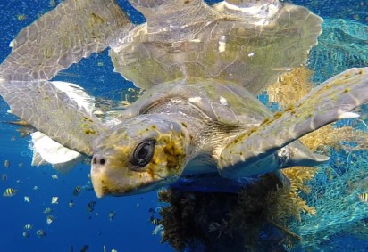 As tartarugas marinhas se espalham pelo litoral do Brasil e, iIronicamente, o estado mais visitado pela espécie é justamente o que possui litoral menos extenso: o Piauí.  -  (crédito: Mstelfox  wikimedia commons)