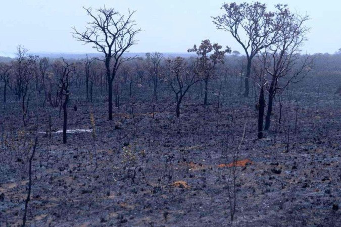 Florestas nativas restauradas com biodiversidade como base criam defesas naturais contra queimadas -  (crédito:  Ed Alves/CB/DA.Press)