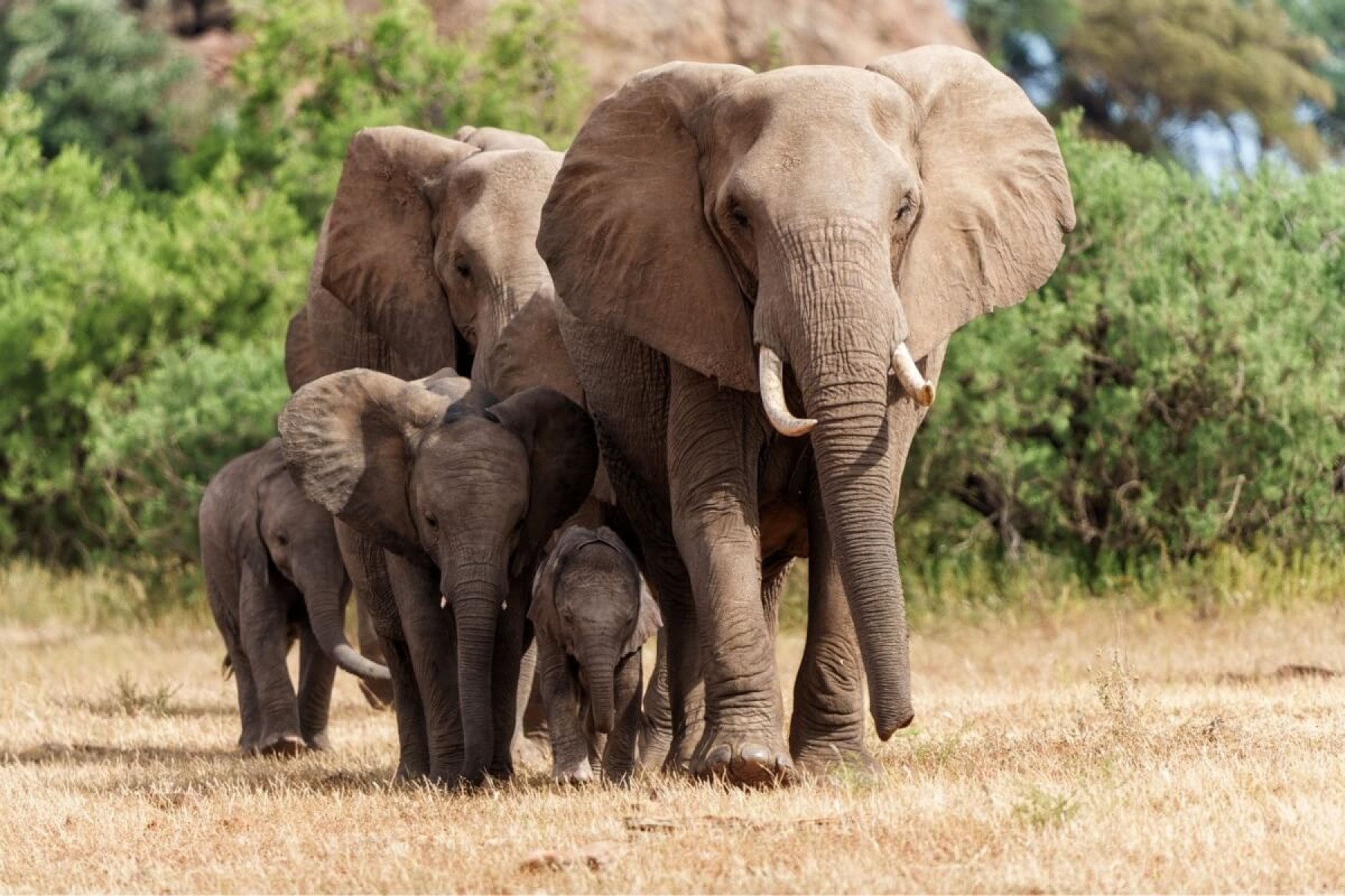 Os elefantes são animais que impressionam por suas habilidades (Imagem: Henk Bogaard | Shutterstock) -  (crédito: EdiCase)