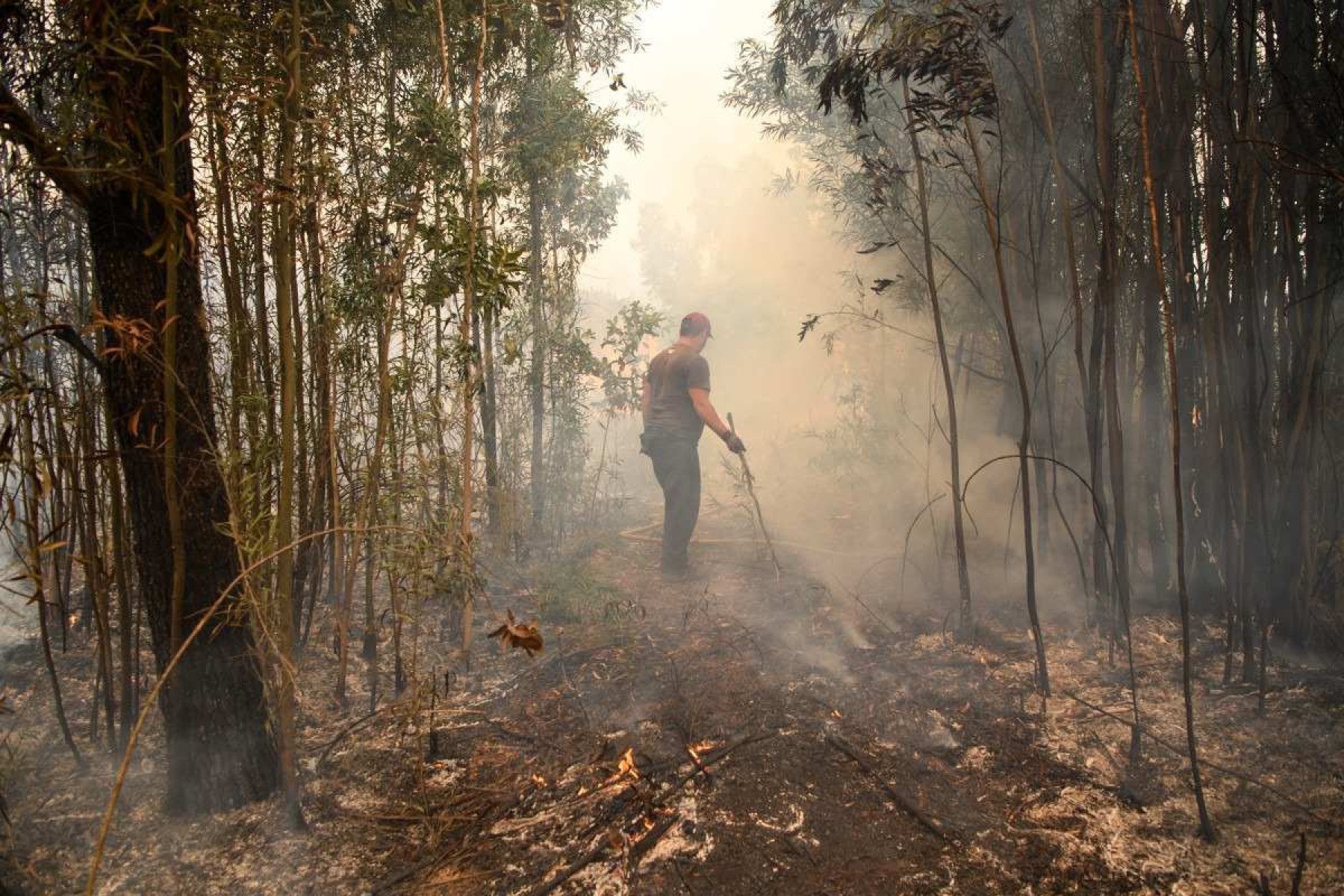 Morador caminha por área queimada durante incêndio florestal em Gondomar, em 18 de setembro de 2024      