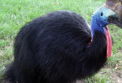 Um filhote de casuar-do-sul nasceu em cativeiro no Parque Birdland, no Reino Unido, após 25 anos de tentativas de gerar a ave. O nascimento foi celebrado pela equipe do espaço natural britânico.  -  (crédito: Dezidor wikimedia commons )