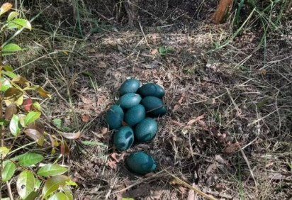 Pesquisadores australianos encontraram um ninho com nove ovos azul-turquesa de emu costeiro em uma floresta estadual no estado de Nona Gales do Sul, no sudoeste do país. A espécie é considerada ameaçada de extinção, o que torna a descoberta um ótimo sinal para os biólogos que tentam preservar esses animais.
 -  (crédito: Divulgação/NSW Government)