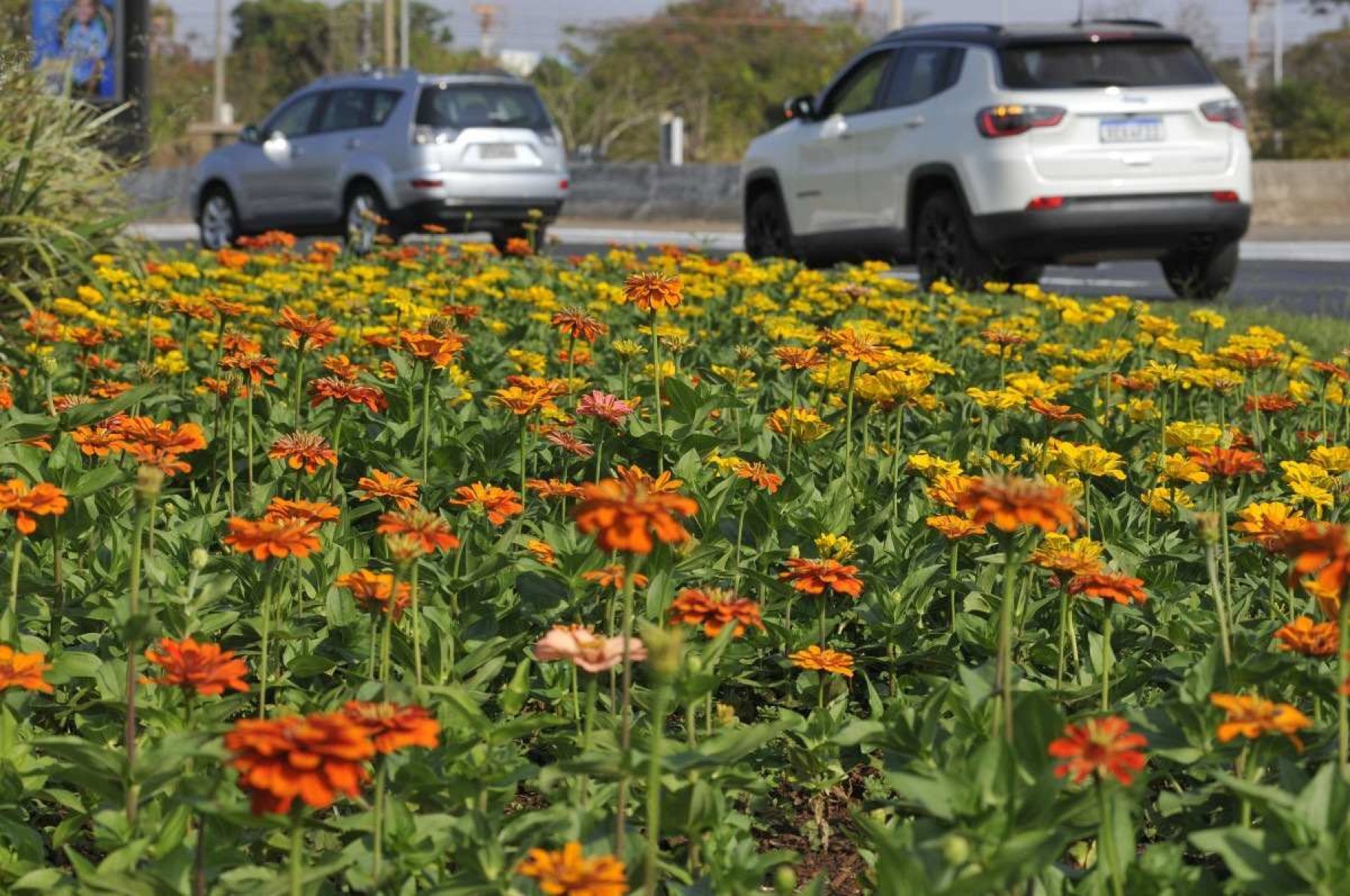  Chegada da primavera 2024 em Brasília