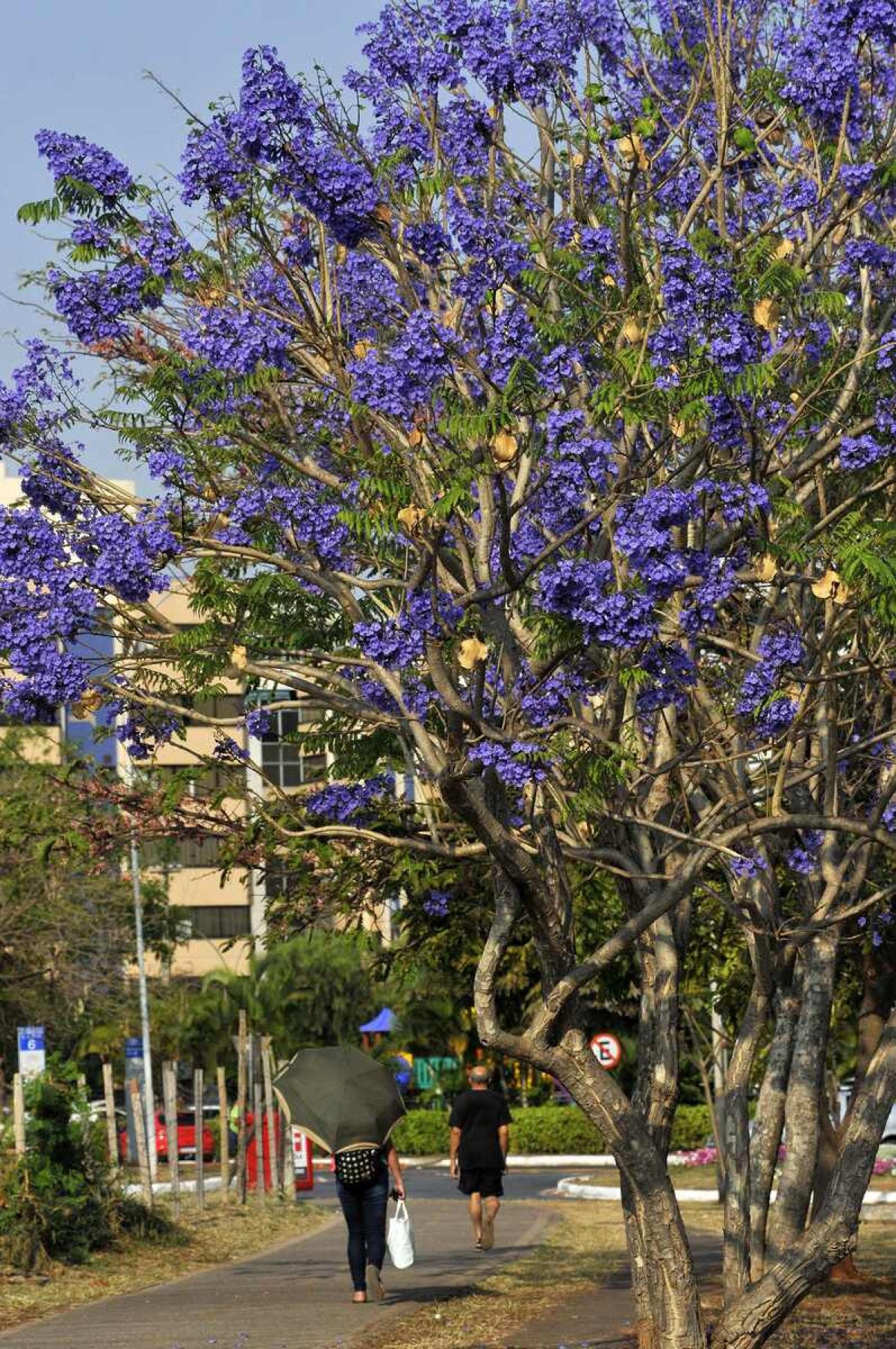  19/09/2024. Crédito: Minervino Júnior/CB/D.A Press. Brasil.  Brasilia - DF. Chegada da Primavera - fotos no Sudoeste - Jacarandá