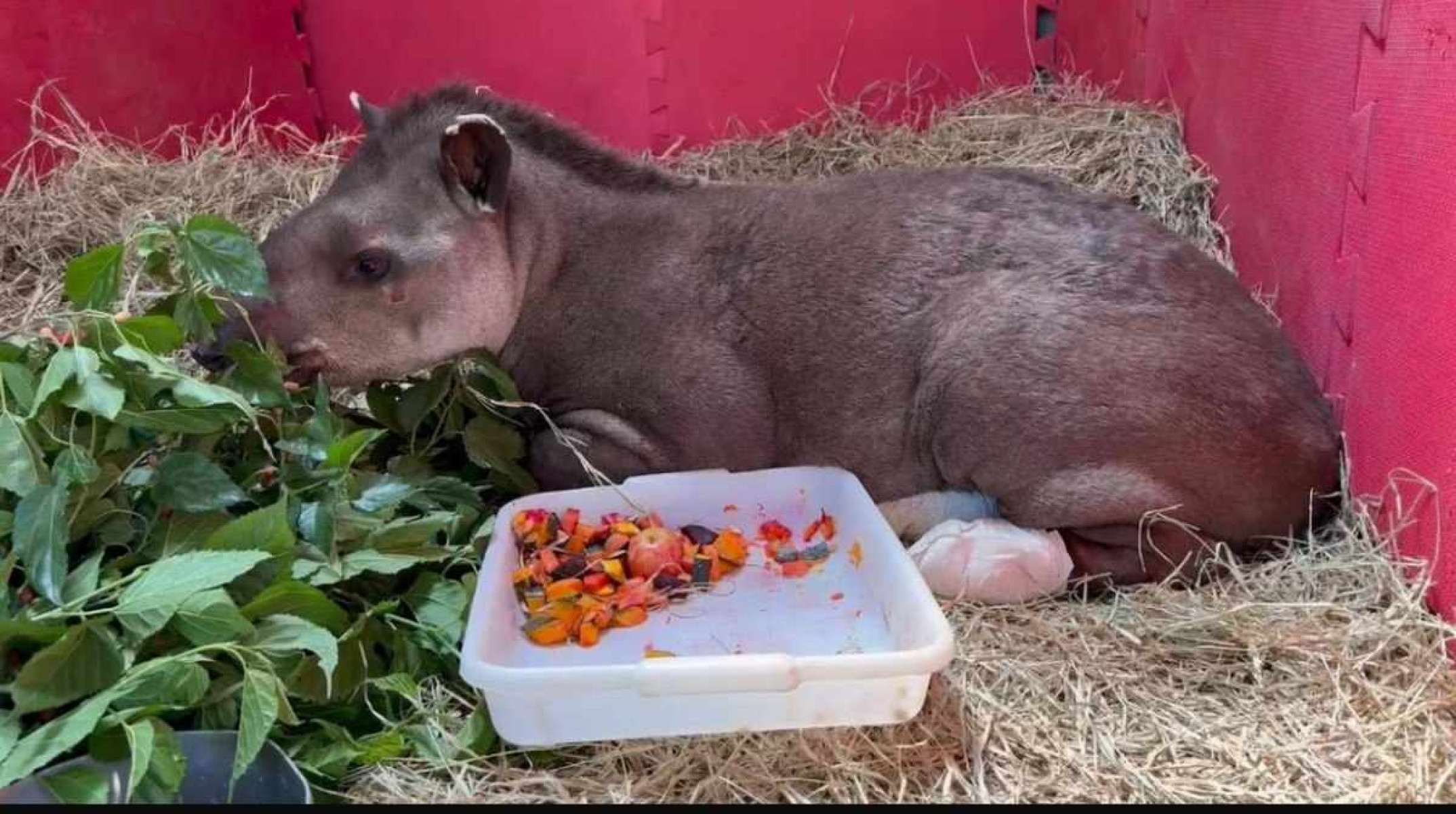 Morre anta resgatada de incêndio no Parque Nacional