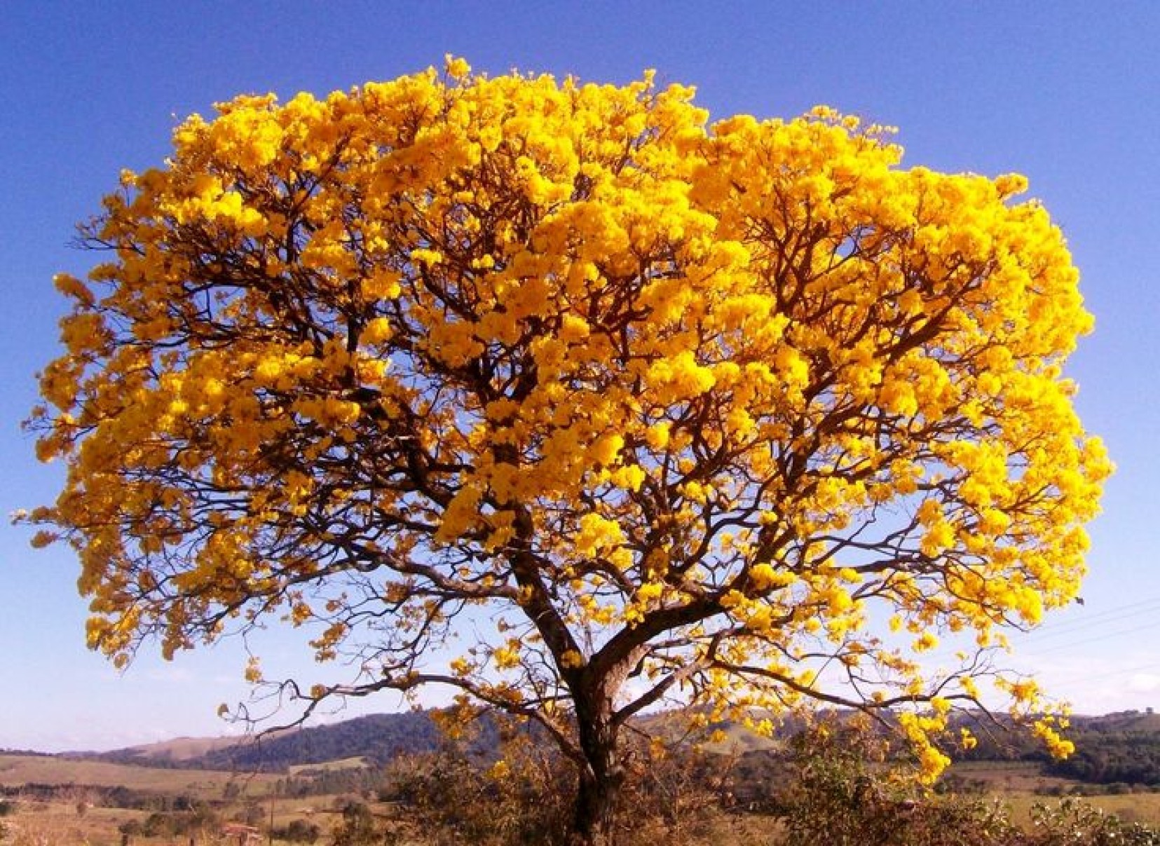 Primavera proporciona um colorido diferente na paisagem -  (crédito: DINO)