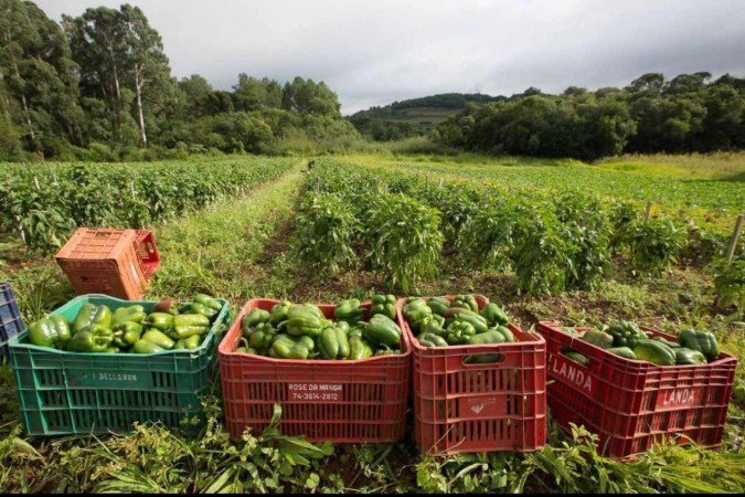 Em 2023, a produção de pimentão no Distrito Federal atingiu 16.976 toneladas em 161,36 hectares, com a participação de 570 produtores rurais. A região de Taquara lidera essa produção, representando 20% do total do DF, com 85 produtores responsáveis por 2.795 toneladas cultivadas em 33,34 hectares - (crédito: Divulgação/Emater-DF) Em 2023, a produção de pimentão no Distrito Federal atingiu 16.976 toneladas em 161,36 hectares, com a participação de 570 produtores rurais. A região de Taquara lidera essa produção, representando 20% do total do DF, com 85 produtores responsáveis por 2.795 toneladas cultivadas em 33,34 hectares - (crédito: Divulgação/Emater-DF)