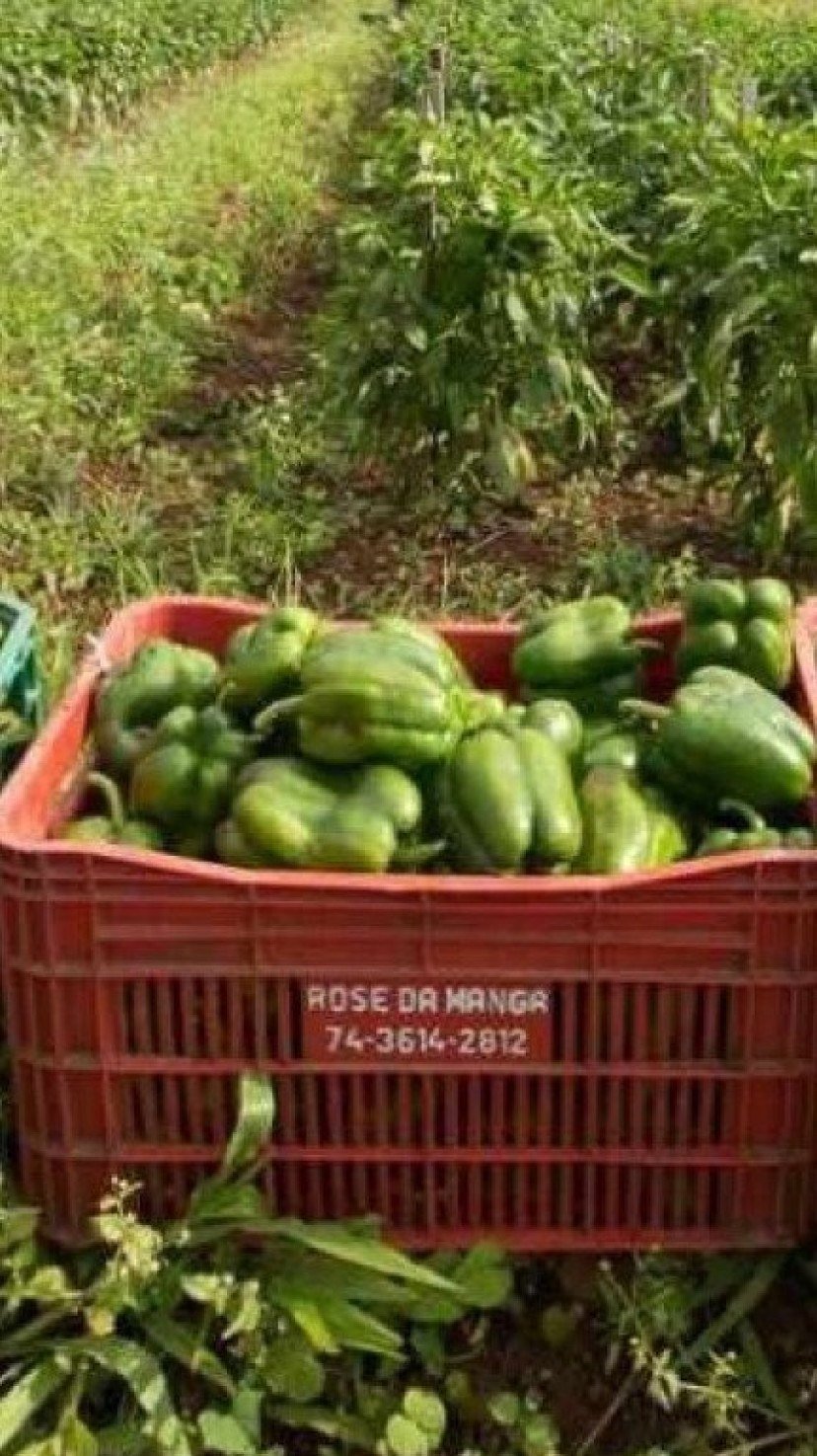 Em 2023, a produção de pimentão no Distrito Federal atingiu 16.976 toneladas em 161,36 hectares, com a participação de 570 produtores rurais. A região de Taquara lidera essa produção, representando 20% do total do DF, com 85 produtores responsáveis por 2.795 toneladas cultivadas em 33,34 hectares -  (crédito: Divulgação/Emater-DF)