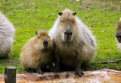 Dia 14/09 foi comemorado o Dia Internacional da Capivara. A data surgiu como uma homenagem a esse curioso e amigável roedor, que é o maior do mundo.  -  (crédito: Imagem de ericeven1 por Pixabay)