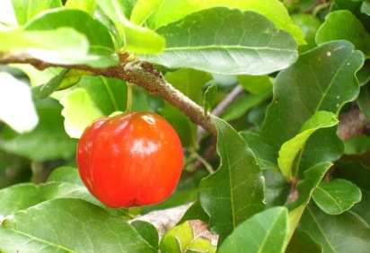 O Brasil é o maior exportador de acerola orgânica do mundo. A Região Nordeste é a que mais se destaca na produção desta fruta, principalmente Pernambuco, Ceará e Sergipe. -  (crédito: wikimedia commons Mateus Hidalgo)