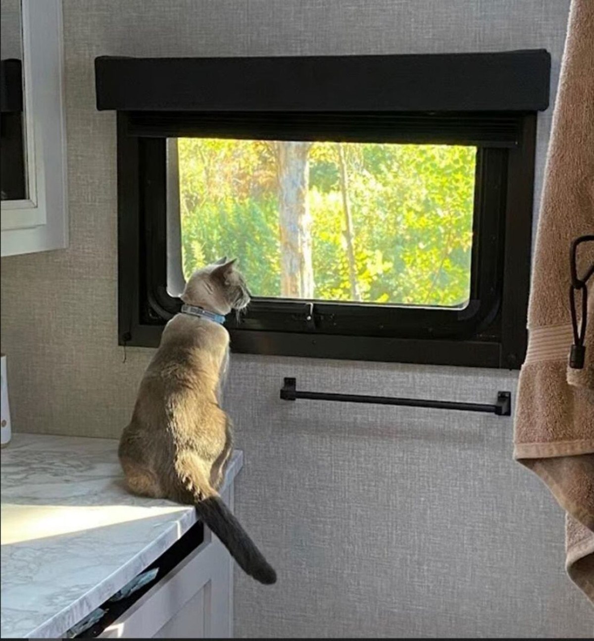 Gato caminhou mil quilômetros e perdeu 6kg até voltar para casa depois de 2 meses