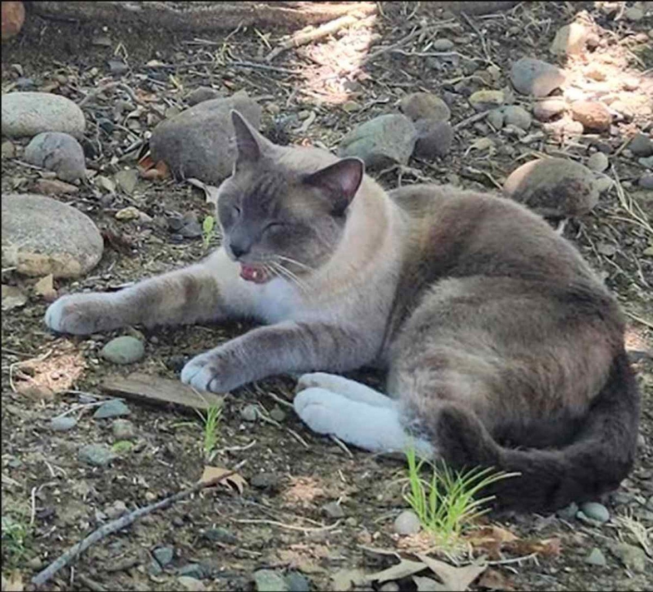 Gato andou mil quilômetros e emagreceu 6kg até voltar para casa após 2 meses