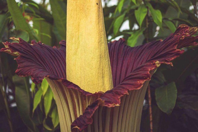 Batizada de New Reekie, a flor-cadáver escocesa levou mais de uma década para florescer pela primeira vez. Agora, ela é a atração do Jardim Botânico de Edimburgo a cada dois ou três anos -  (crédito: RBGE)