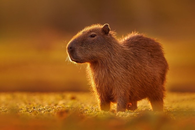 A capivara pode ser encontrada em áreas úmidas da América do Sul, como pântanos, rios e lagos (Imagem: Ondrej Prosicky | ShutterStock) -  (crédito: EdiCase)