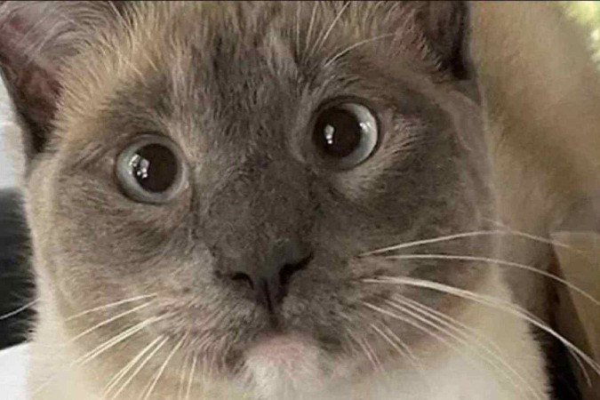 Gato andou mil quilômetros e emagreceu 6kg até voltar para casa após 2 meses -  (crédito: Reprodução/Redes sociais)