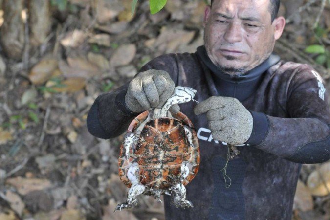  Um cágado preso em anzol foi resgatado pelos mergulhadores 