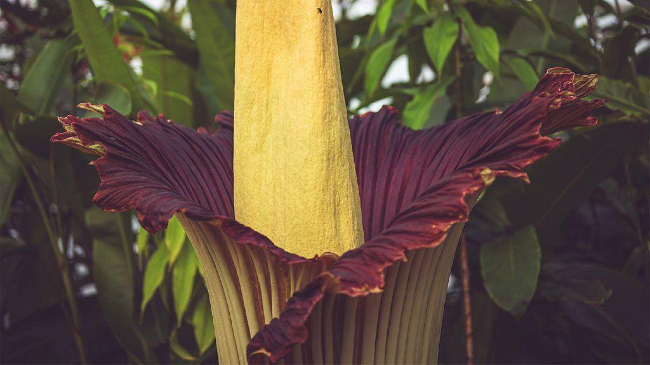 Batizada de New Reekie, a flor-cadáver escocesa levou mais de uma década para florescer pela primeira vez. Agora, ela é a atração do Jardim Botânico de Edimburgo a cada dois ou três anos -  (crédito: RBGE)