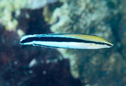 Uma pesquisa feita no Japão revelou uma descoberta surpreendente sobre a inteligência do peixe bodião-limpador. Segundo os estudos, eles demonstram um nível de autoconsciência e tomada de decisão considerados impressionantes! -  (crédito: flickr - Rickard Zerpe)