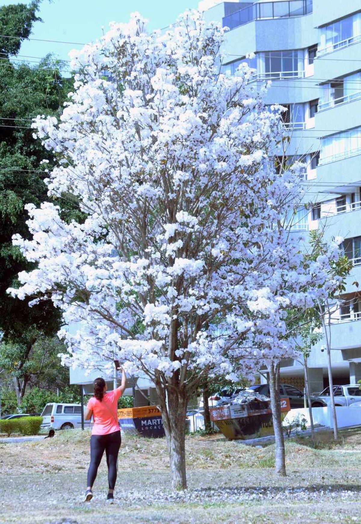 As árvores florescem com coloração alva entre agosto e outubro 