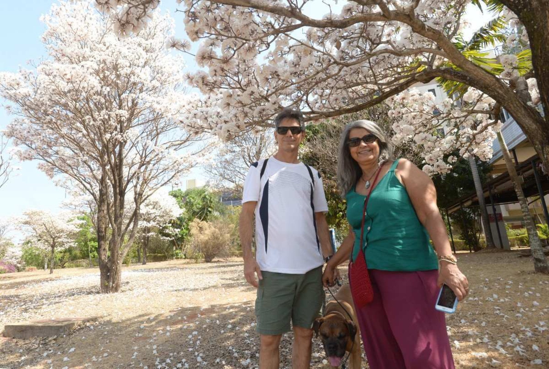 Simone Ribeiro, o marido passeando com o cachorro Magoo, por baixo dos ipês-brancos na QD 211 norte