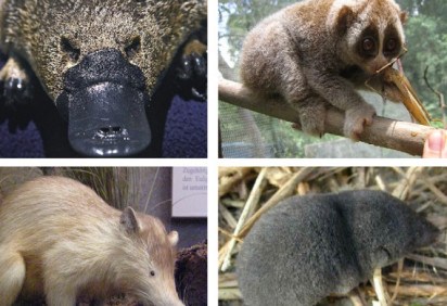 Uma das curiosidades do mundo animal é o veneno de espécies de mamíferos. Existem apenas quatro na natureza: o musaranho, o lóris-lento, o almiqui e o ornitorrinco. Animais curiosos. Veja só -  (crédito: Montagem Flipar)