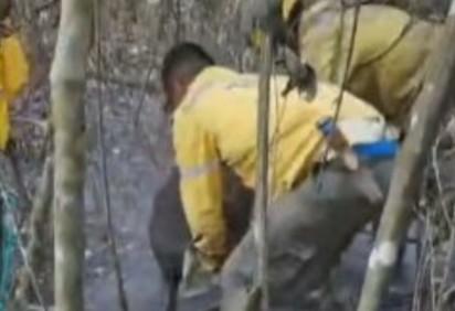 Brigadistas que combatem incêndios no Parque Nacional de Brasília salvaram uma anta que estava com as patas queimadas por causa do chamado fogo subterrâneo, que se espalhou pela área verde.  -  (crédito:  Reprodução TV Globo)