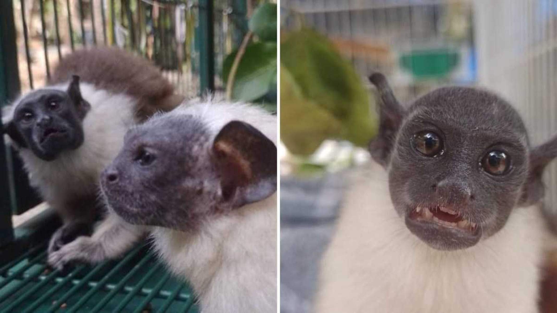 Zoológico de Brasília recebe três sauim-de-coleira ameaçados de extinção