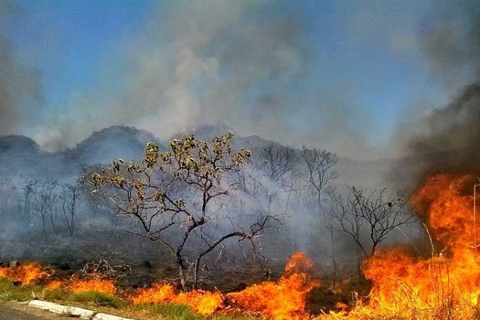 O Cerrado é estratégico para o funcionamento do Brasil, pois, ao distribuir a água diretamente por todos os biomas exceto o Pampa, tudo que afeta esta região tem impacto sobre diversos setores.  -  (crédito: Reprodução)