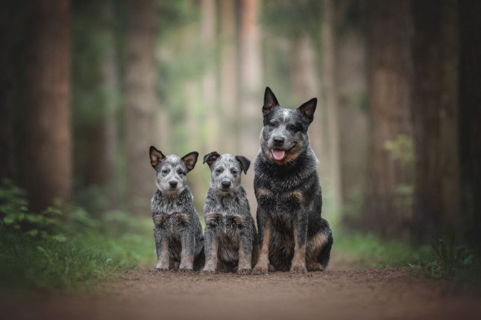 O boiadeiro australiano é um cão de trabalho dedicado e um ótimo amigo para a família (Imagem: Liudmila Bohush | Shutterstock) -  (crédito: EdiCase)