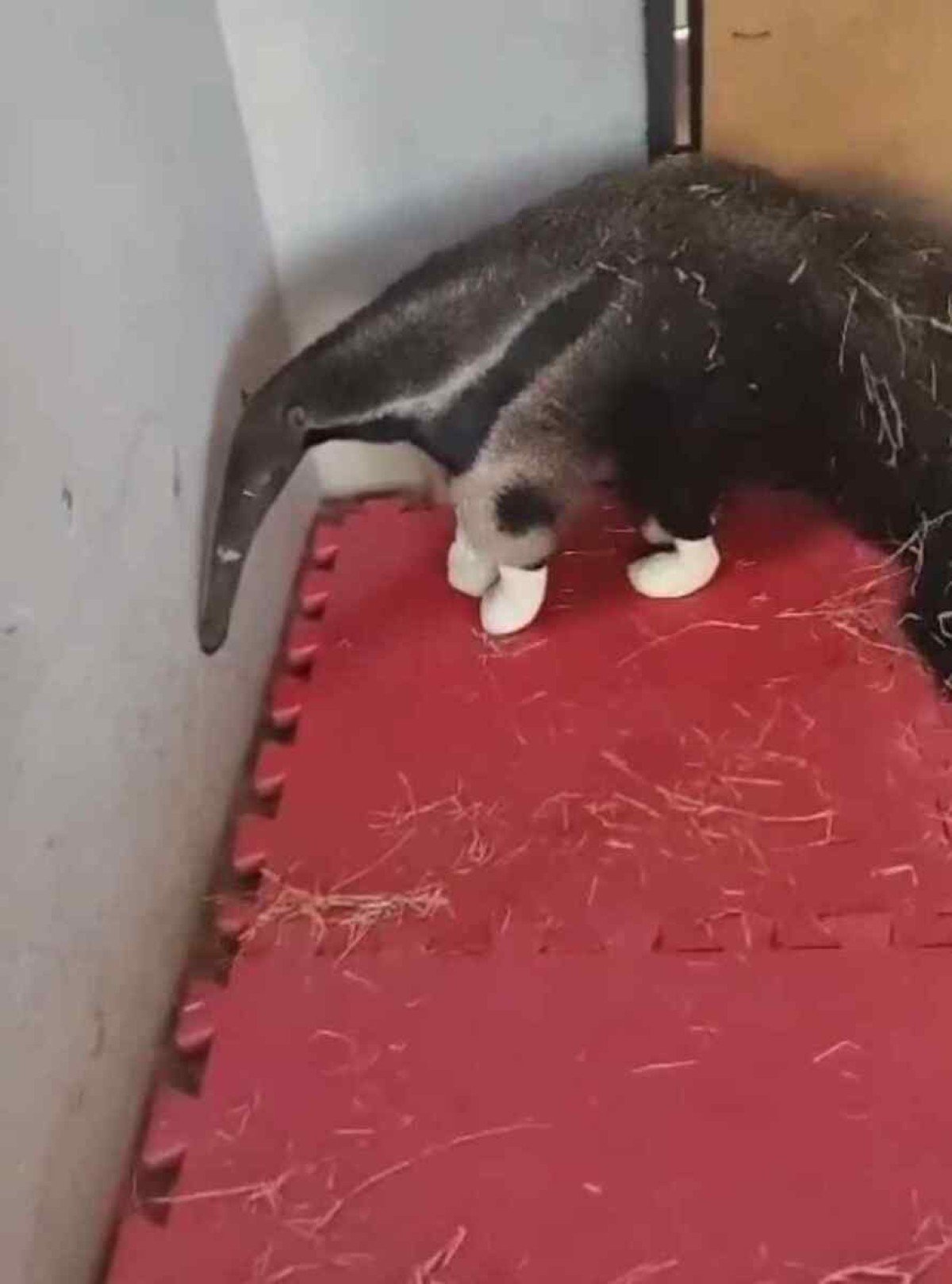 Tamanduá bandeira é encontrado com patas feridas após queimadas na Flona 