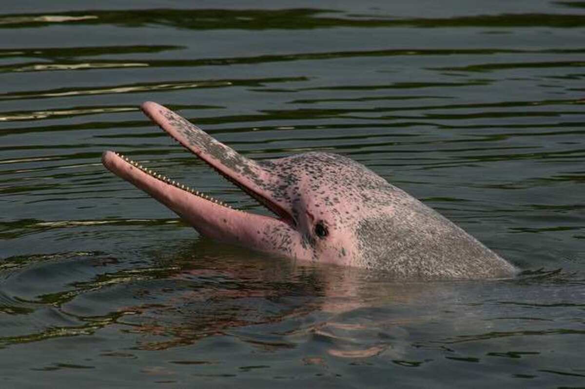 Os animais brasileiros sob risco de extinção