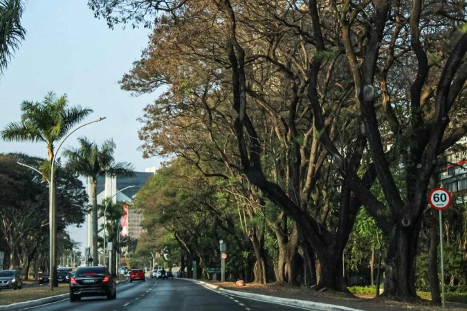 Poda de árvores é uma das medidas preventivas reivindicadas por moradores, que temem acidentes -  (crédito: Fotos: Kayo Magalhães/CB/D.A Press)