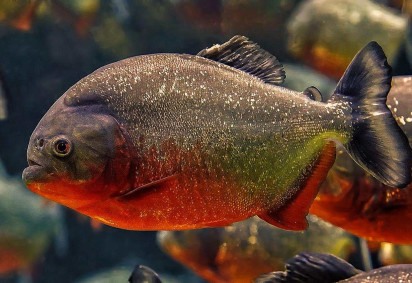 As piranhas são peixes famosos por devorarem outros animais em questão de segundos. E volta e meia protagonizam alguma cena que aterroriza as pessoas.  -  (crédito: Imagem de Rethinktwice por Pixabay )