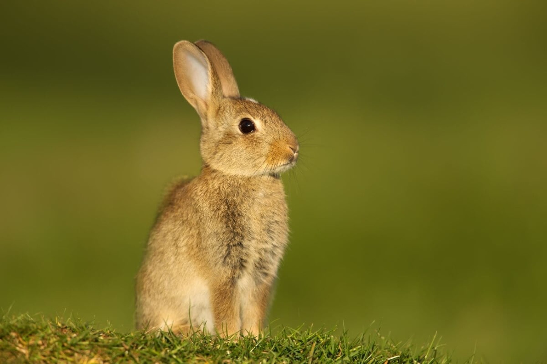 Com mais de 50 raças, os coelhos domésticos oferecem uma diversidade fascinante de tamanhos e características (Imagem: Giedriius | Shutterstock) -  (crédito: EdiCase)