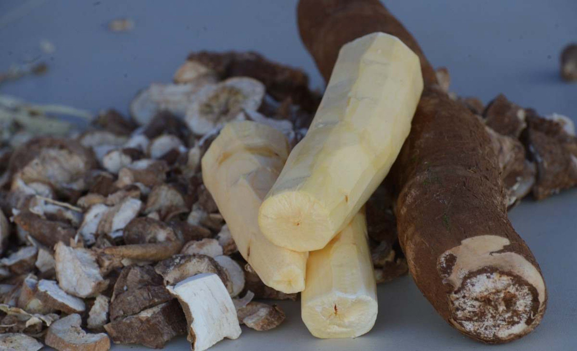  01/10/2024 Credito: Ed Alves/CB/DA.Press. Cidades. Plantação de Mandioca. Novo clone de Mandioca. Fazenda da UnB. 