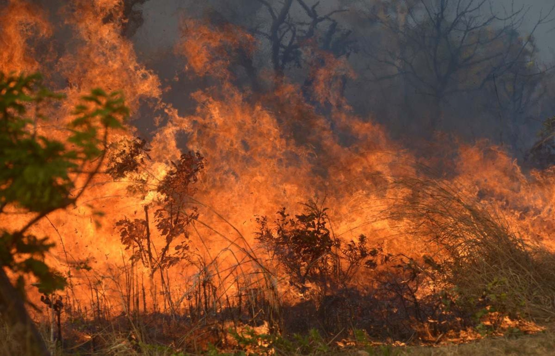 Incêndios causam aumento alarmante das emissões de CO2 