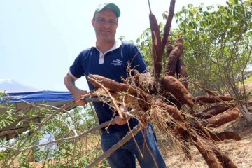 Cerca de 50 produtores rurais do DF receberam ramas (mudas) clonadas da Embrapa Cerrados para testar a aceitação da nova cultivar junto aos consumidores -  (crédito:  Ed Alves/CB/DA.Press)