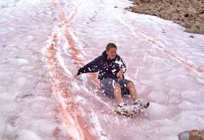 Um fenômeno natural, a chamada “neve melancia” tem ocorrido com mais frequência e despertado atenção e alguma preocupação em pesquisadores e ambientalistas.  -  (crédito:  Kory J. Collier/Wikimédia Commons)