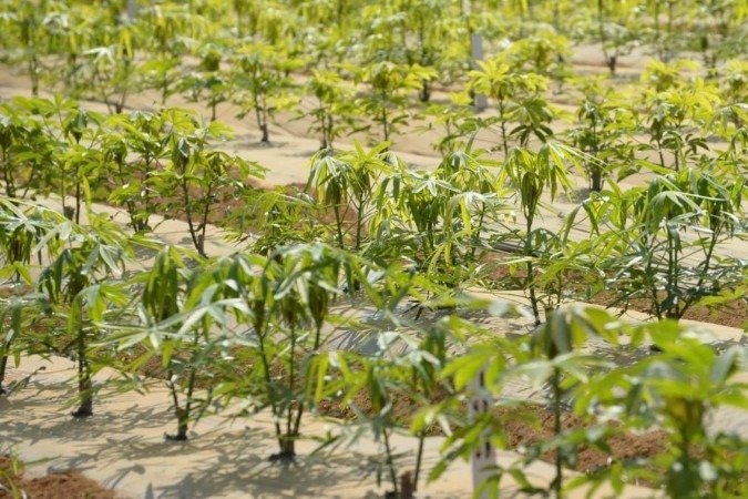  01/10/2024 Credito: Ed Alves/CB/DA.Press. Cidades. Plantação de Mandioca. Novo clone de Mandioca. Fazenda da UnB. 