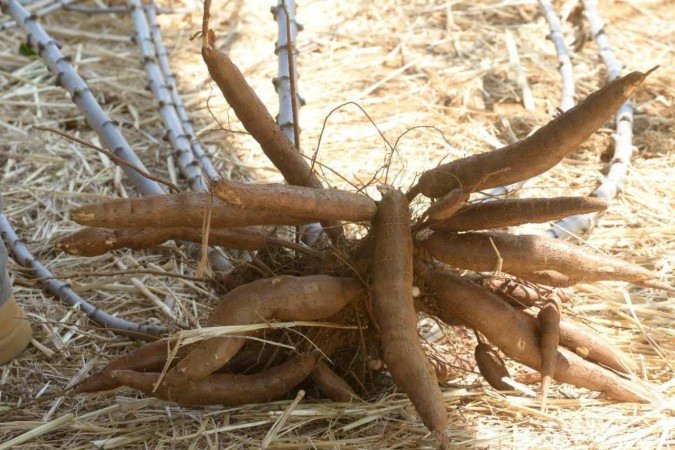  01/10/2024 Credito: Ed Alves/CB/DA.Press. Cidades. Plantação de Mandioca. Novo clone de Mandioca. Fazenda da UnB. 