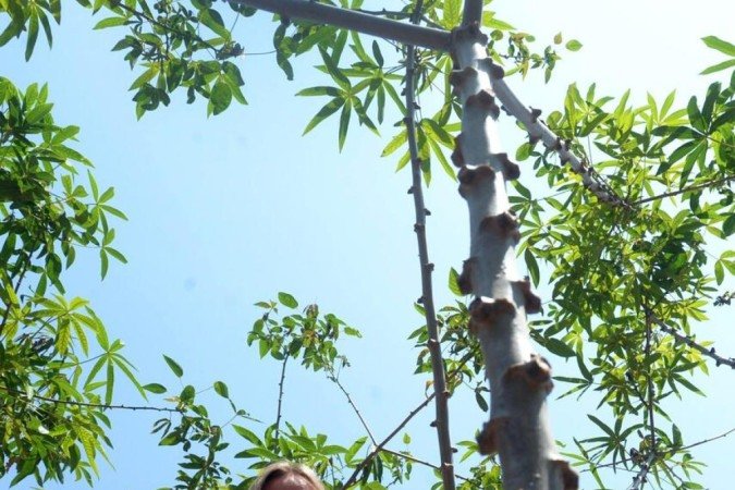 Eide Seidler planta uva no Incra 7 e quer diversificar a produção com a mandioca 