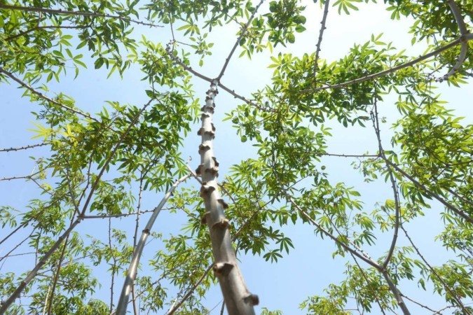  01/10/2024 Credito: Ed Alves/CB/DA.Press. Cidades. Plantação de Mandioca. Novo clone de Mandioca. Fazenda da UnB. 
